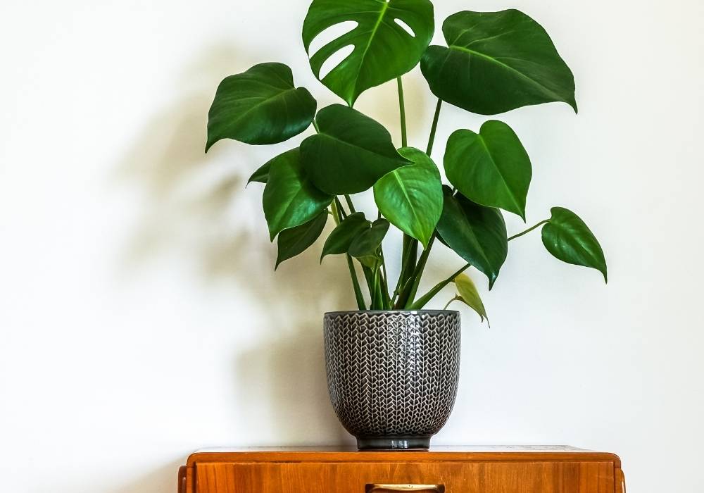 Plants that Can Thrive Indoors