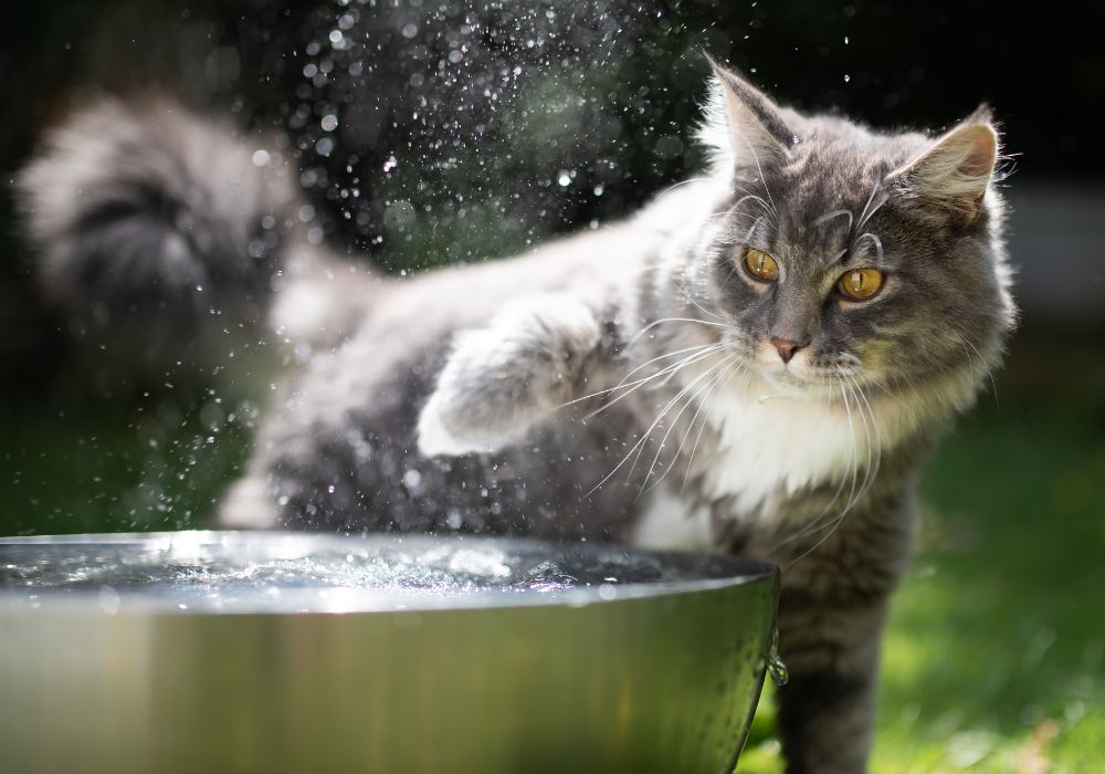 How to Keep Your Pets Cool this Summer