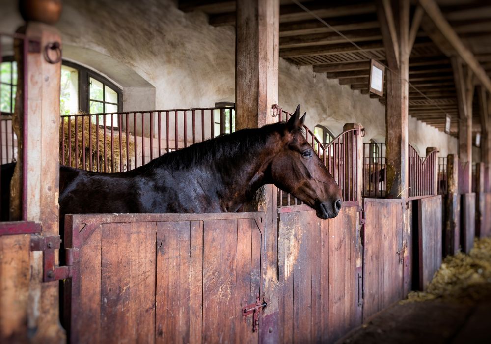 Winter Stable Maintenance: Protecting Your Investment and Your Horses