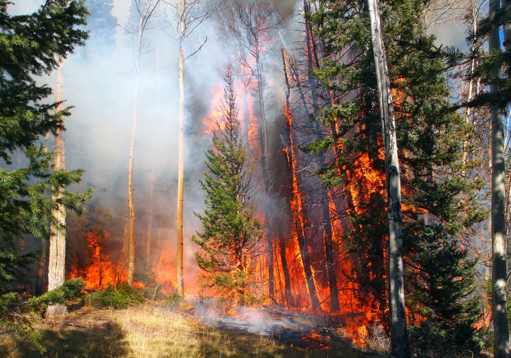 Wildfire Preparedness: Safeguarding Your Business Year-Round