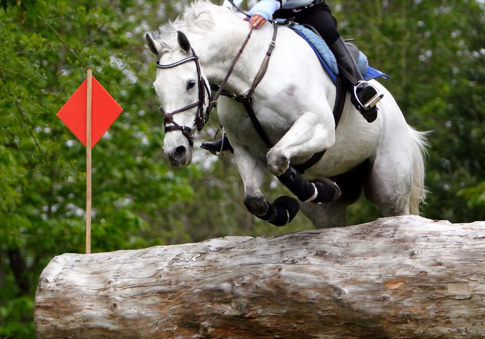 Top Summer Equestrian Events in the Pacific Northwest and How to Prepare for Them