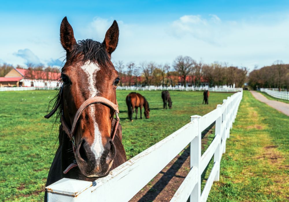 Top 5 Common Horse Health Issues and How to Prevent Them