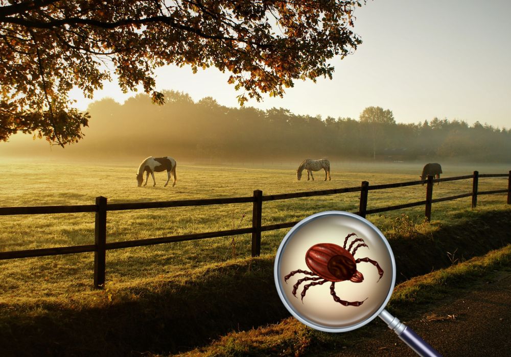 Tick Surge 2025: Why Horse Owners Should Pay Attention