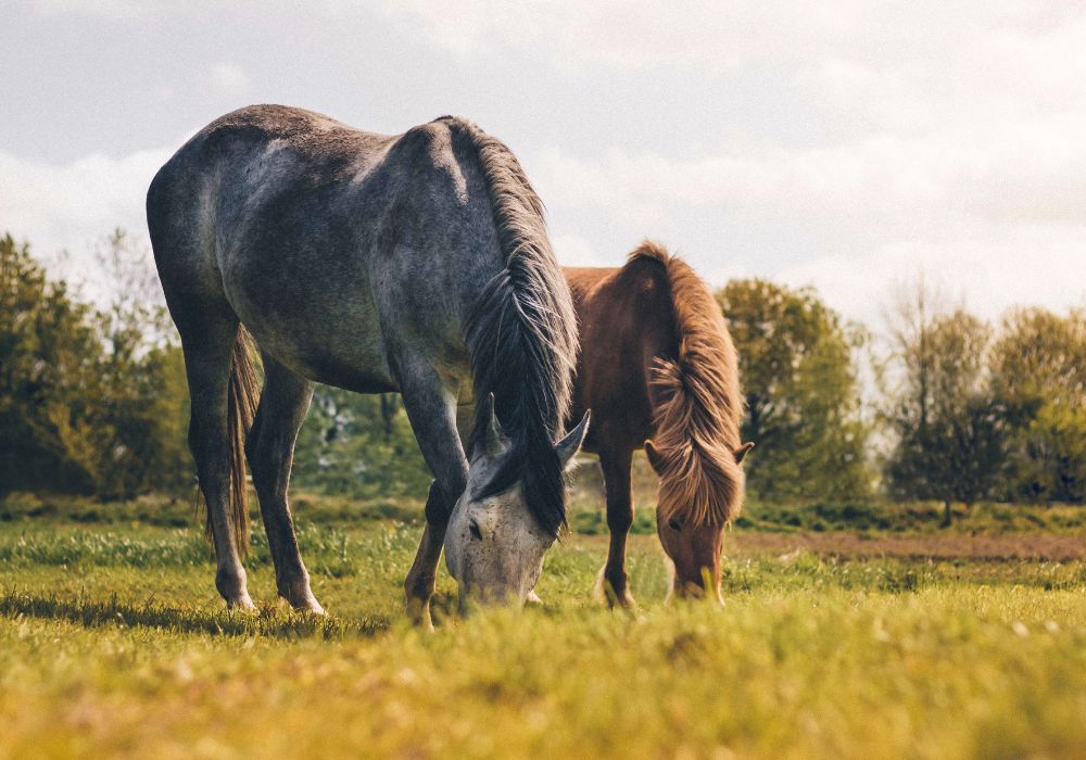 Recent Trends in Equine Insurance: What Pacific Northwest Owners Need to Know