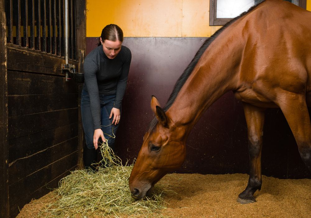 The Most Effective and Healthy Way to Feed Your Horse