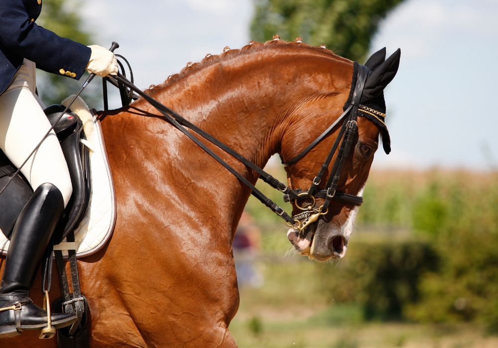 Horse Show Season Is Here: Is Your Equine Insurance Keeping Pace?