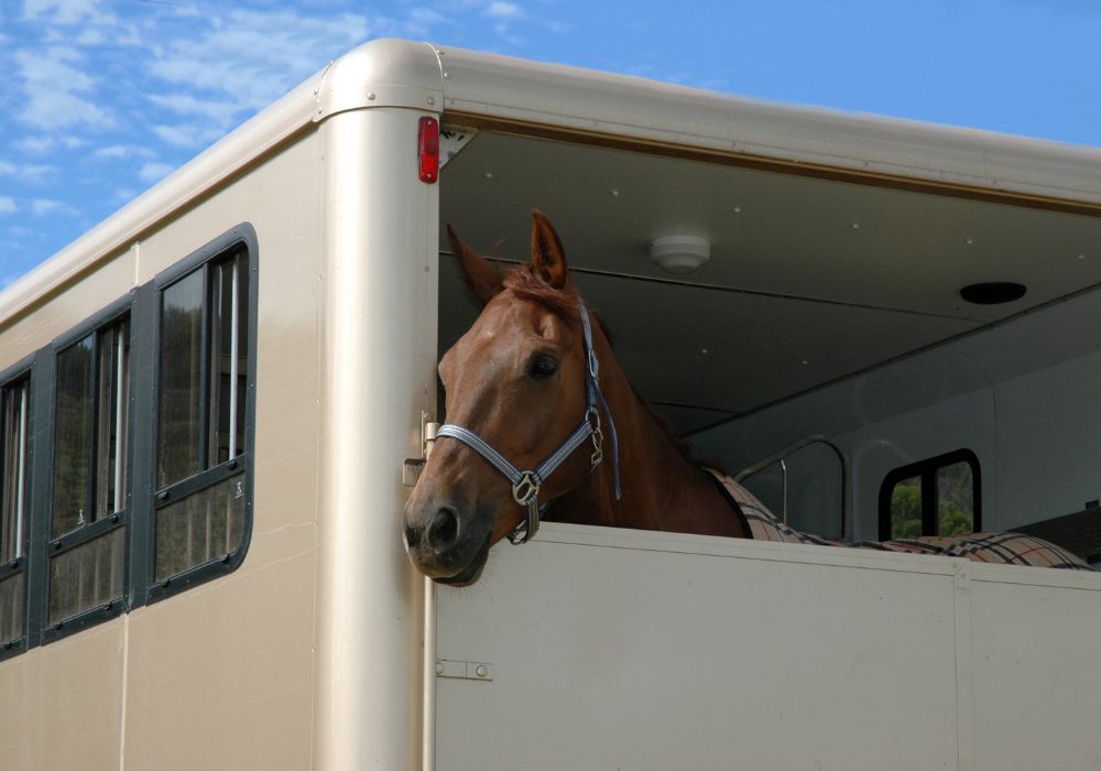 What to Know Before Traveling With Your Horse