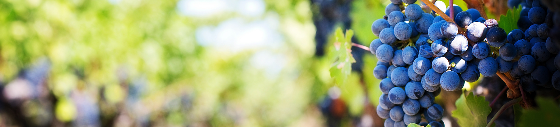 Wineries, Distilleries & Breweries | Business Insurance | Sea Mountain