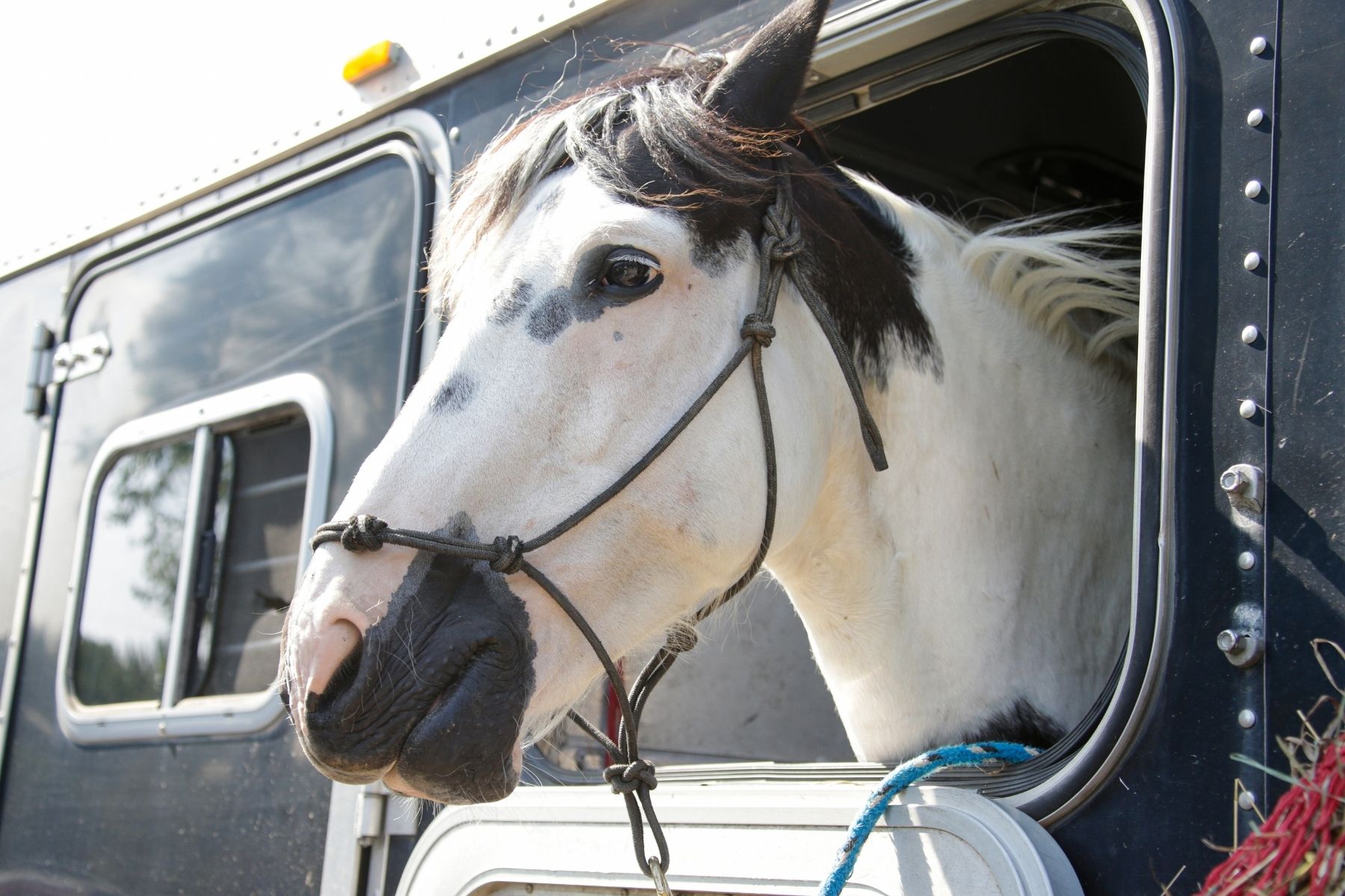 Emergency Horse Evacuation